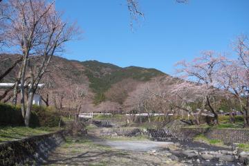 見頃はこれからです。