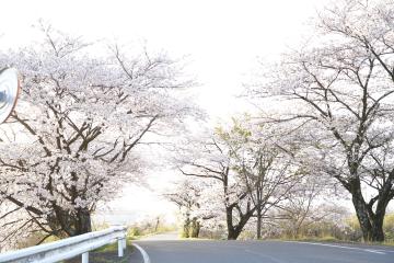 大津谷への道です。