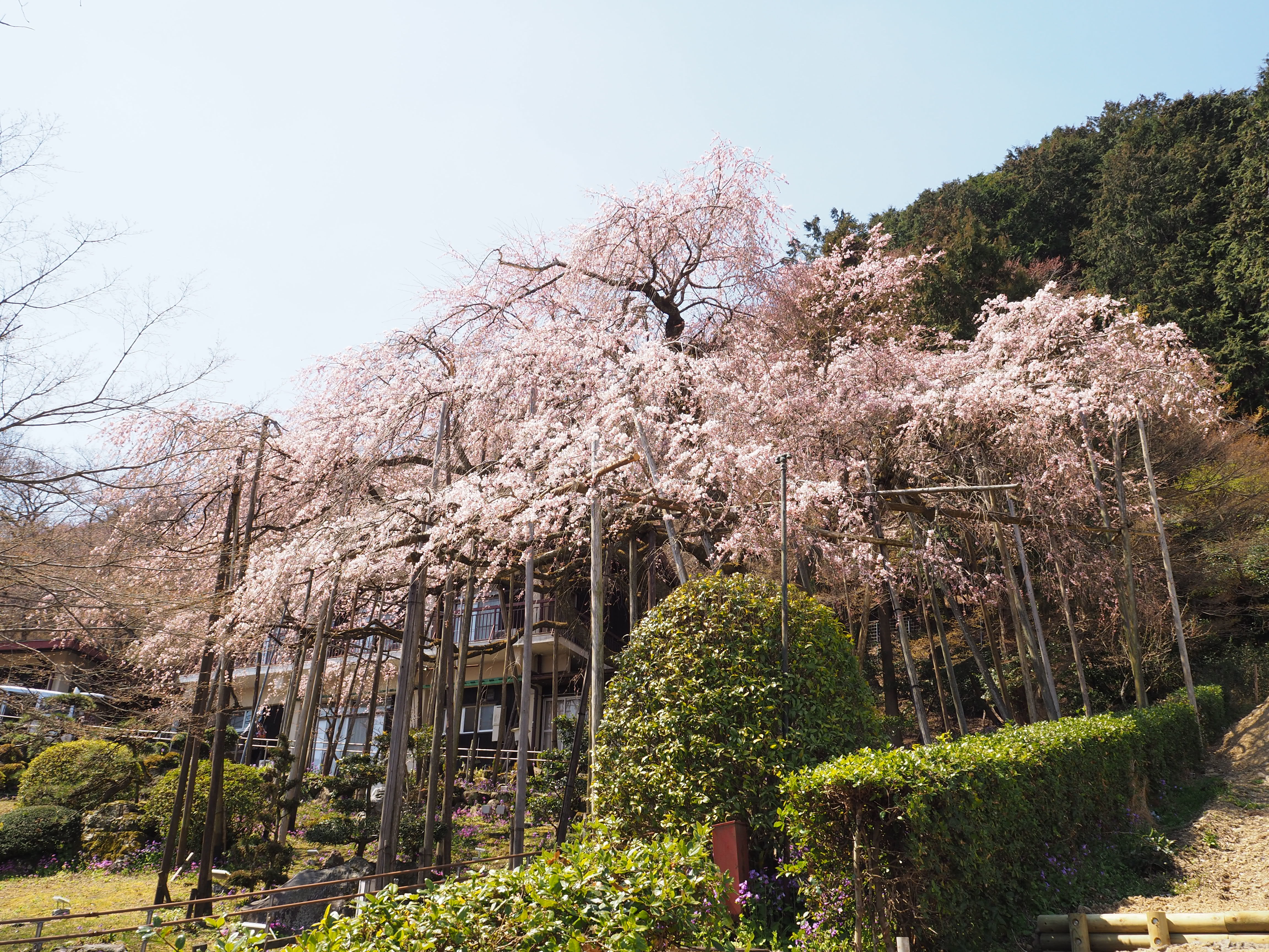 しだれ桜昼