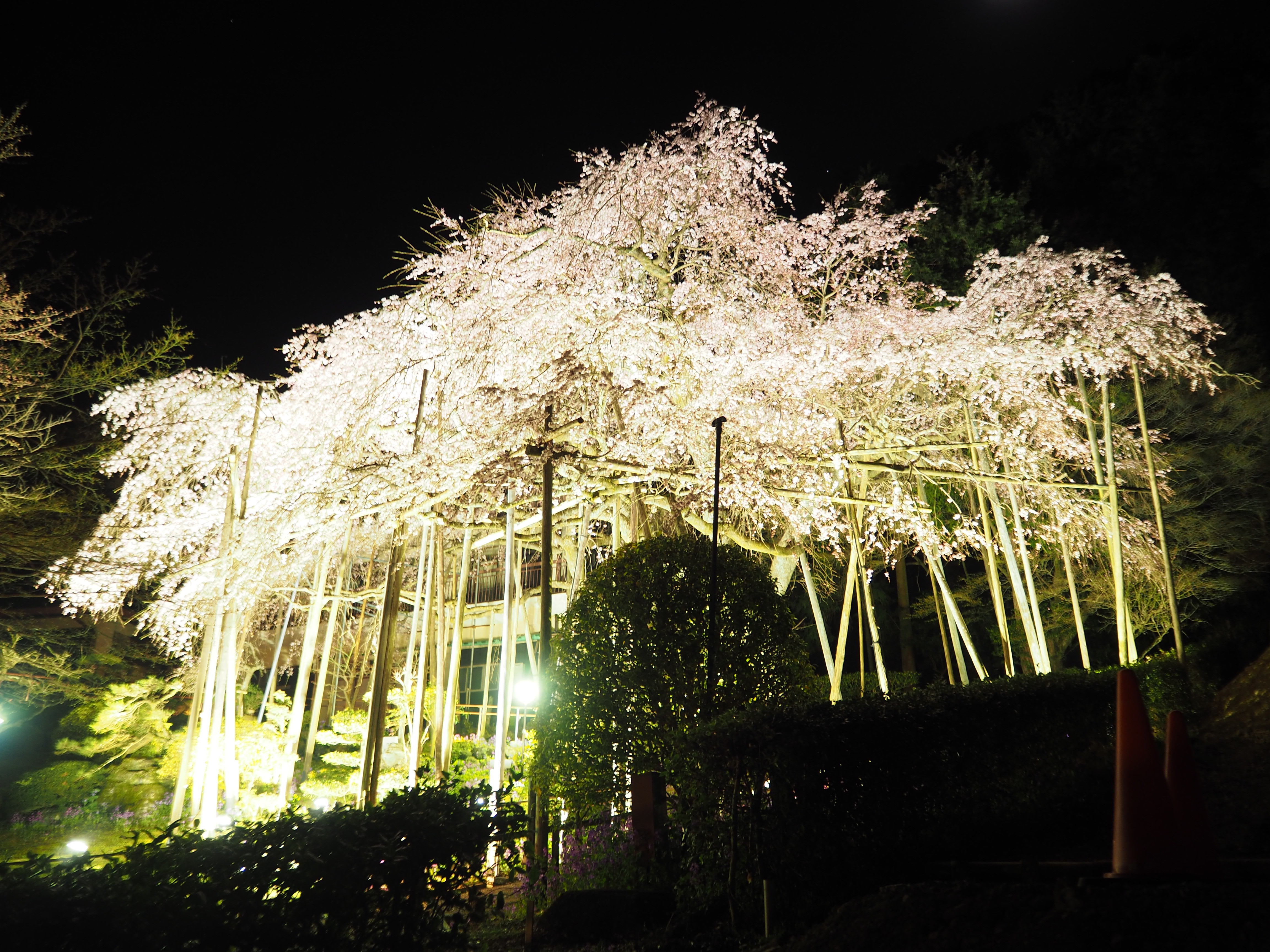 しだれ桜夜