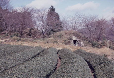 1号墳周辺写真