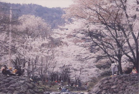 霞間ヶ渓 桜 岐阜県揖斐郡池田町