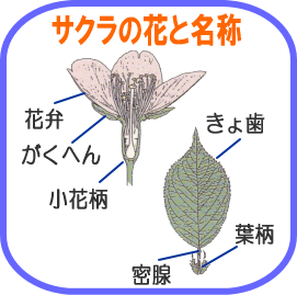 サクラの花と名称