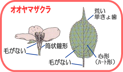 オオヤマザクラ