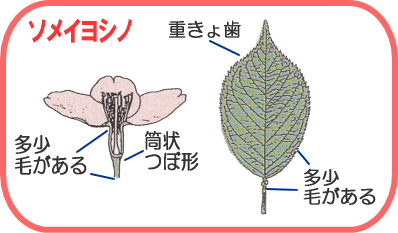 ソメイヨシノ