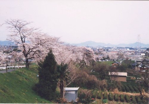 堤防の桜並木の様子