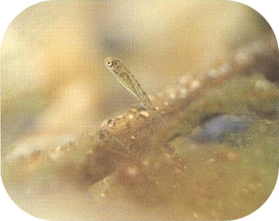 巣から出るハリヨの稚魚の様子