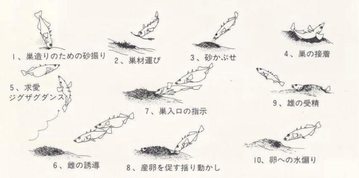 ハリヨの生殖行動の順序