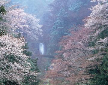 霞間ヶ渓の桜