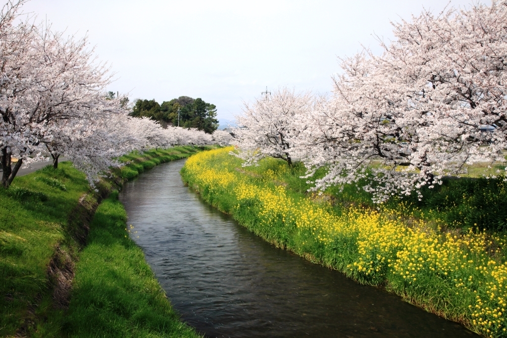 東川の桜の写真