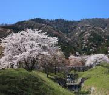 霞間ヶ渓桜の写真
