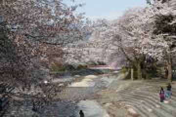 大津谷公園桜の写真