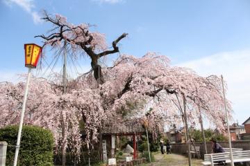 雲上の桜の写真