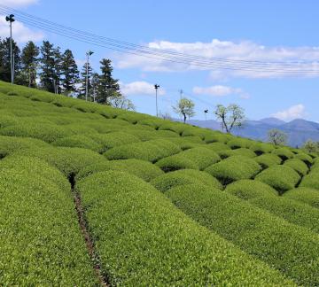 お茶畑の写真