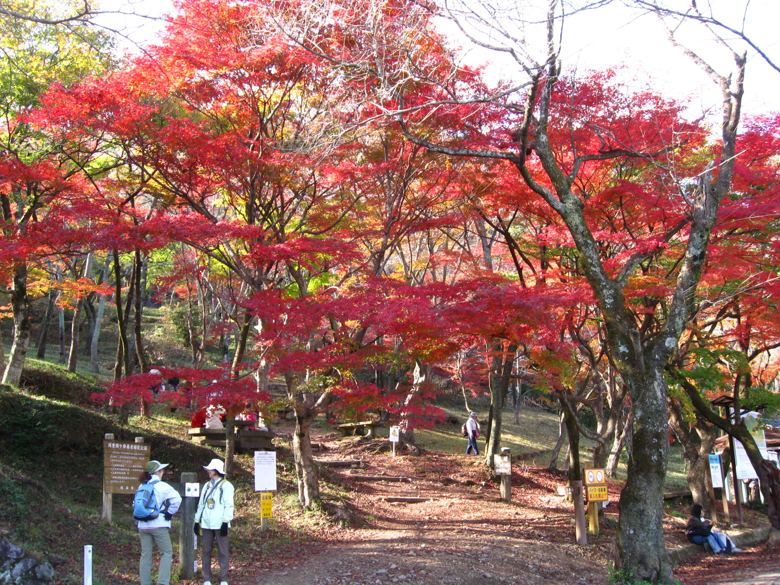 紅葉の写真