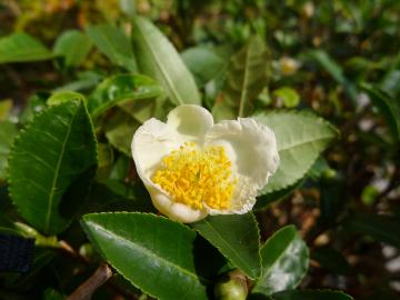 お茶の花の写真