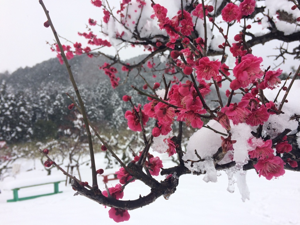 梅の花の写真