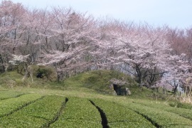 願成寺西墳之越古墳群の写真