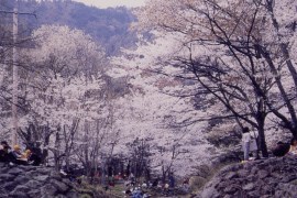 霞間ヶ渓の写真