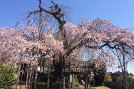 雲上の桜の写真