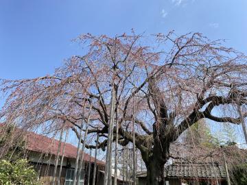 開花しました