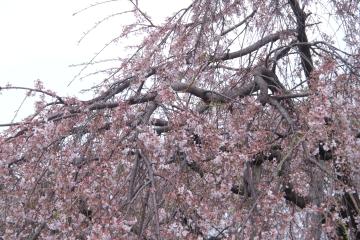 雲上のさくら近影