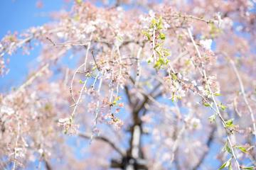 雲上の桜