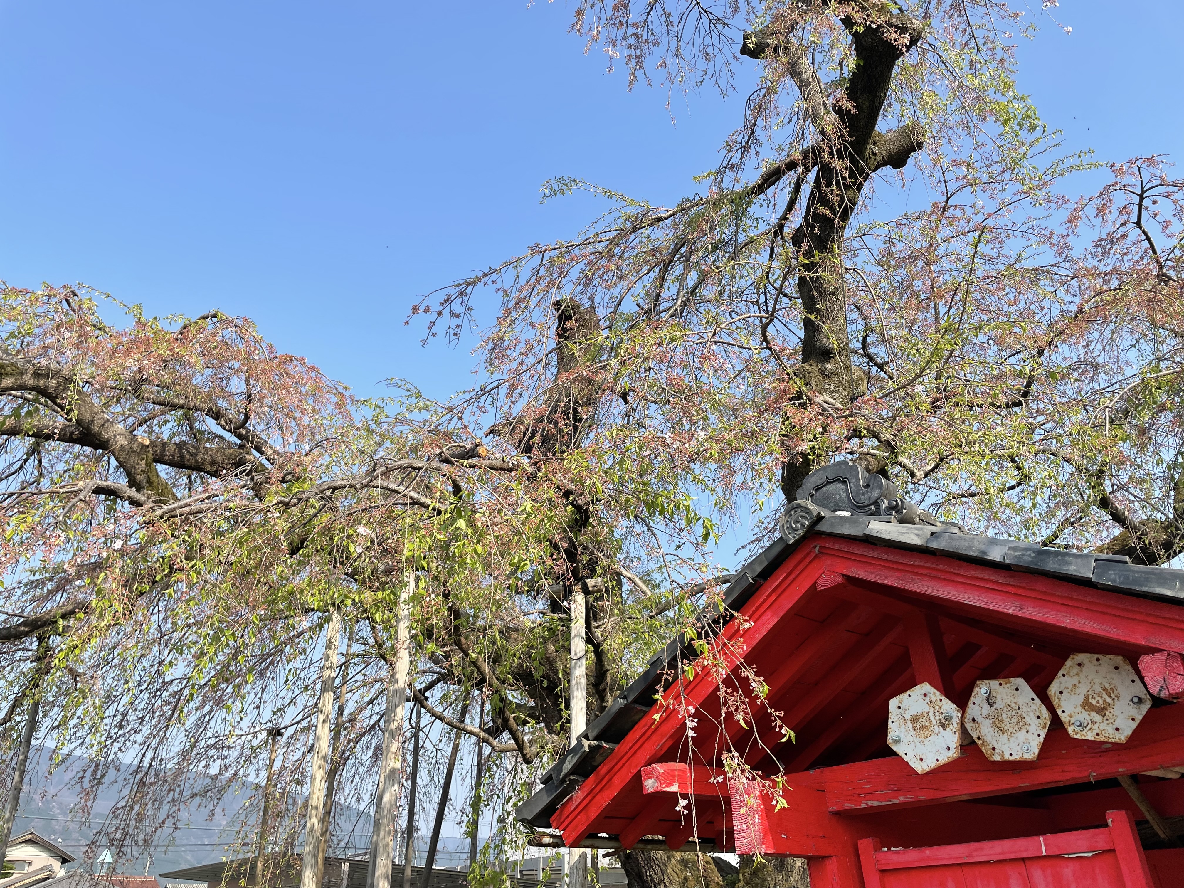 雲上の桜