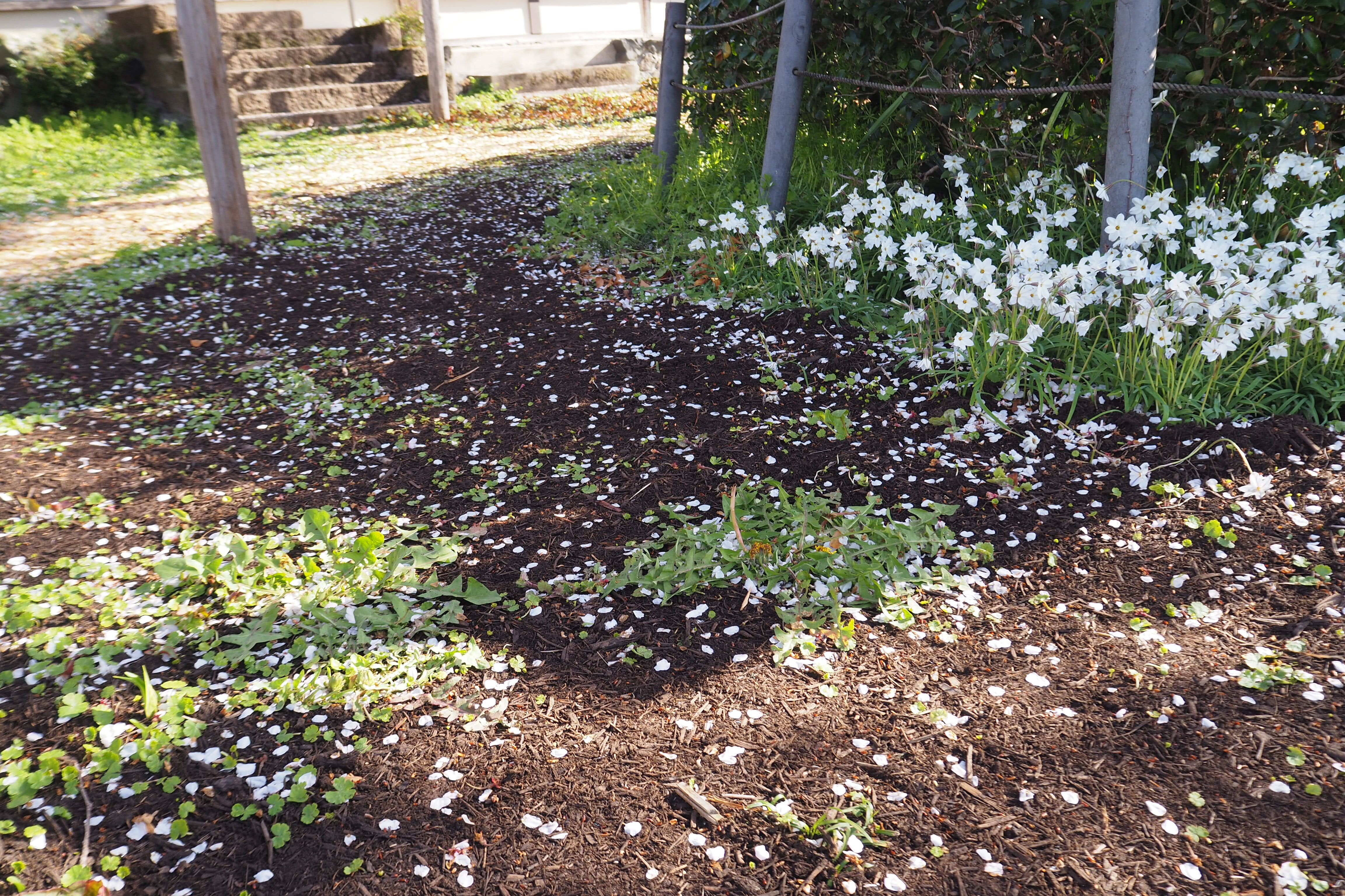 雲上の桜の散る様子