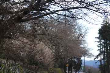 平成29年3月8日