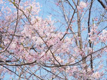 平成29年4月4日2