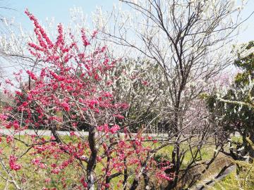 平成29年4月4日3