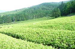 広がる茶畑