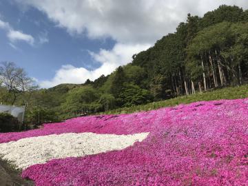 シバザクラ