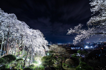 さくら会館しだれ桜