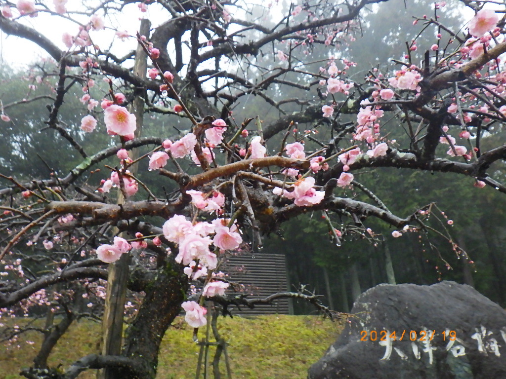 梅3