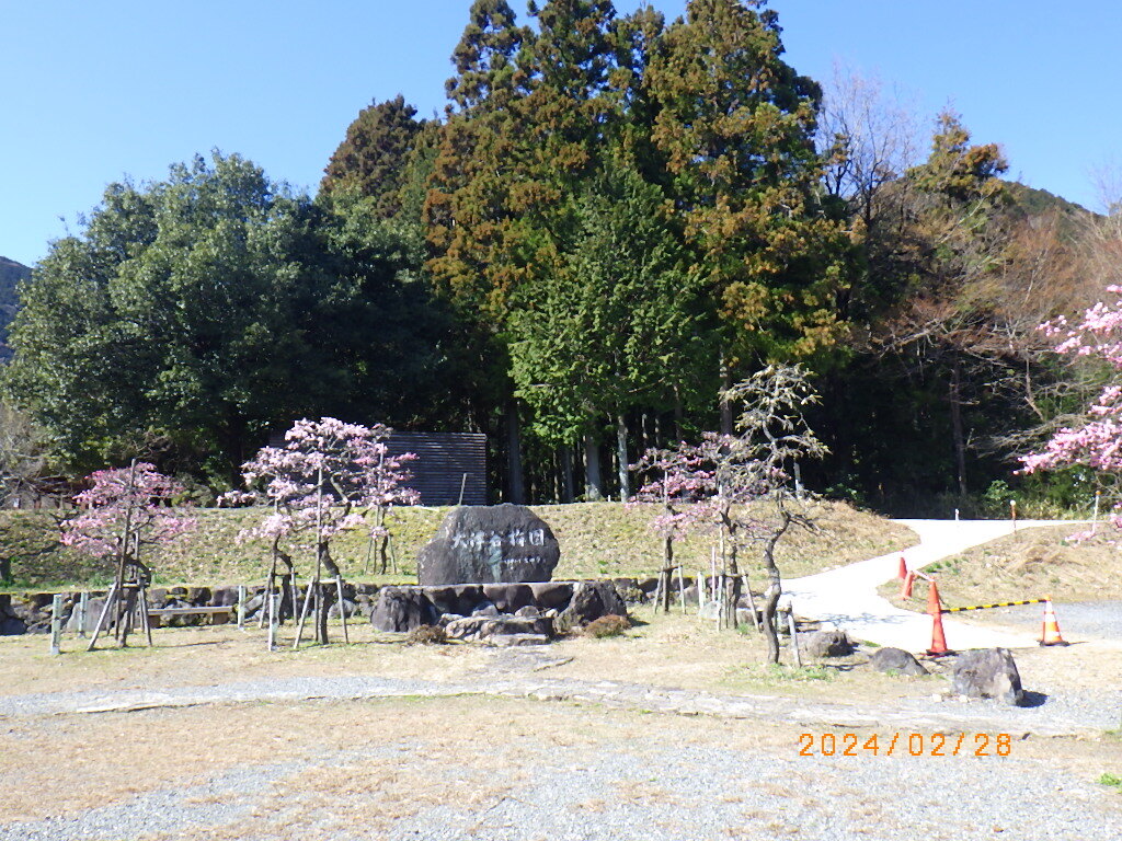 梅1