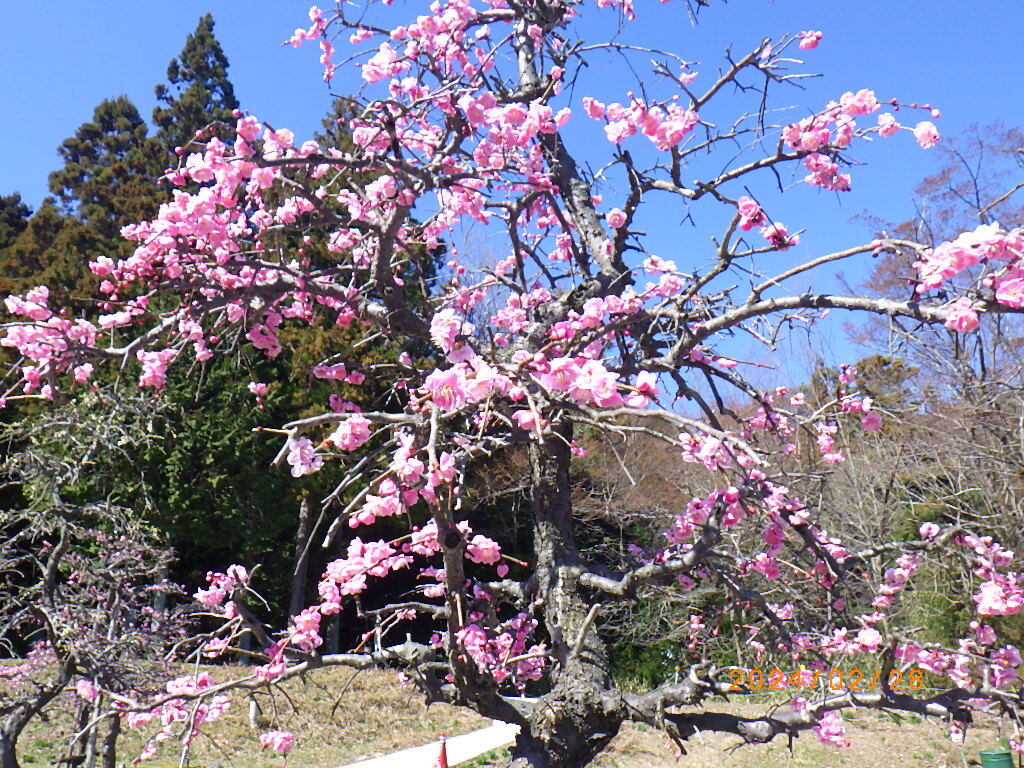 梅2