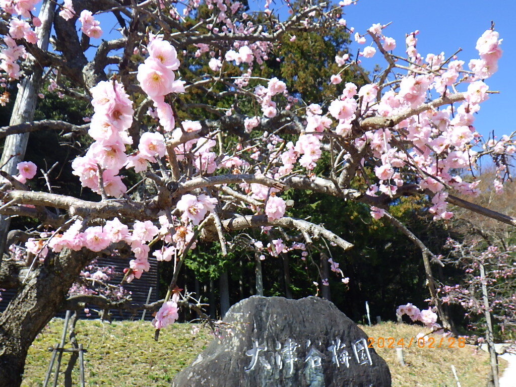 梅4