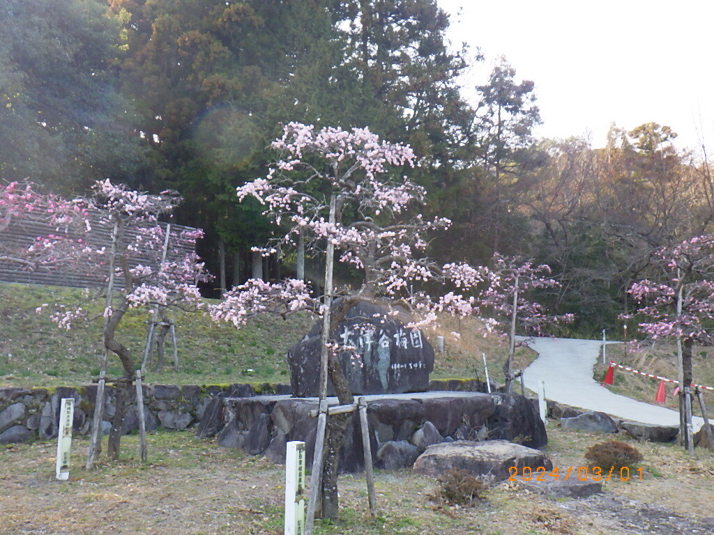 梅10