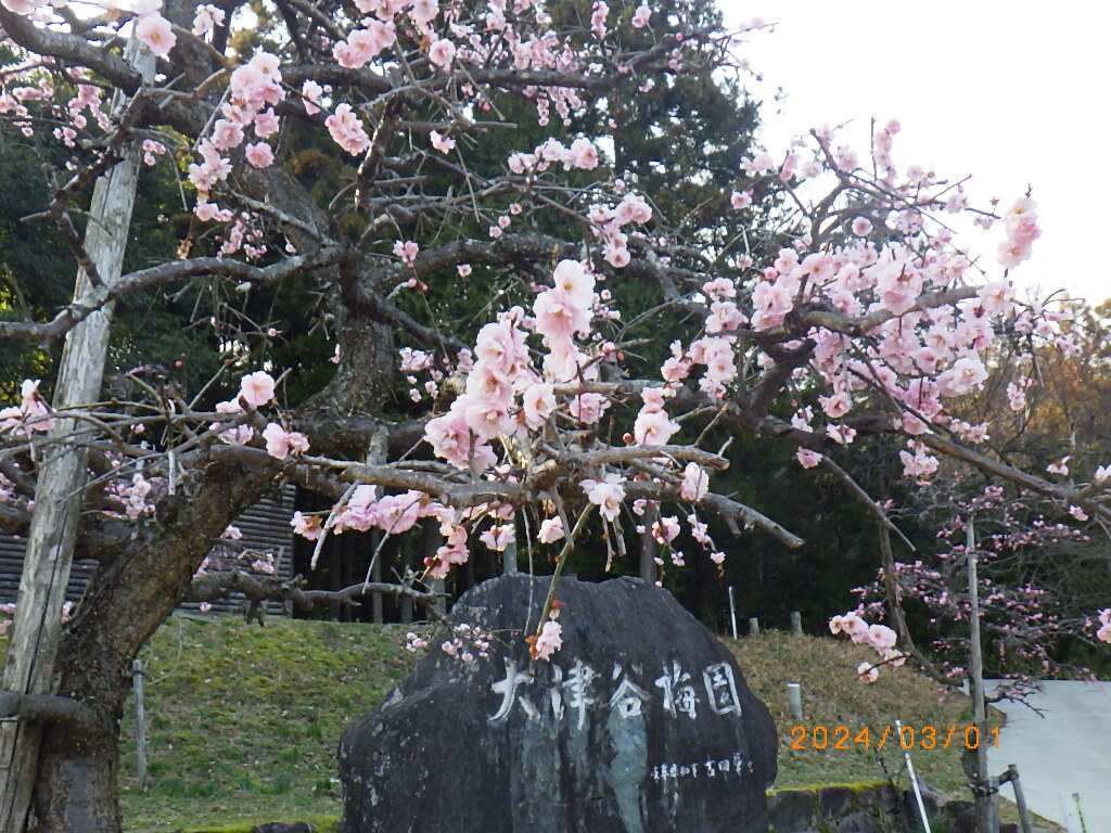 梅8