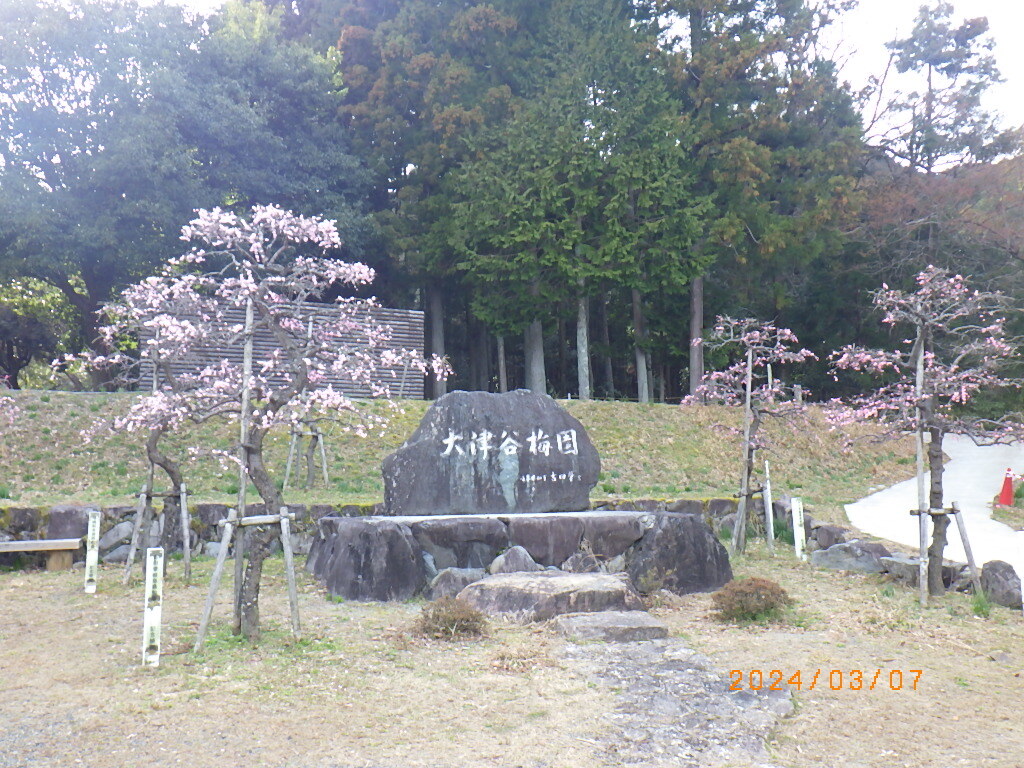 梅12
