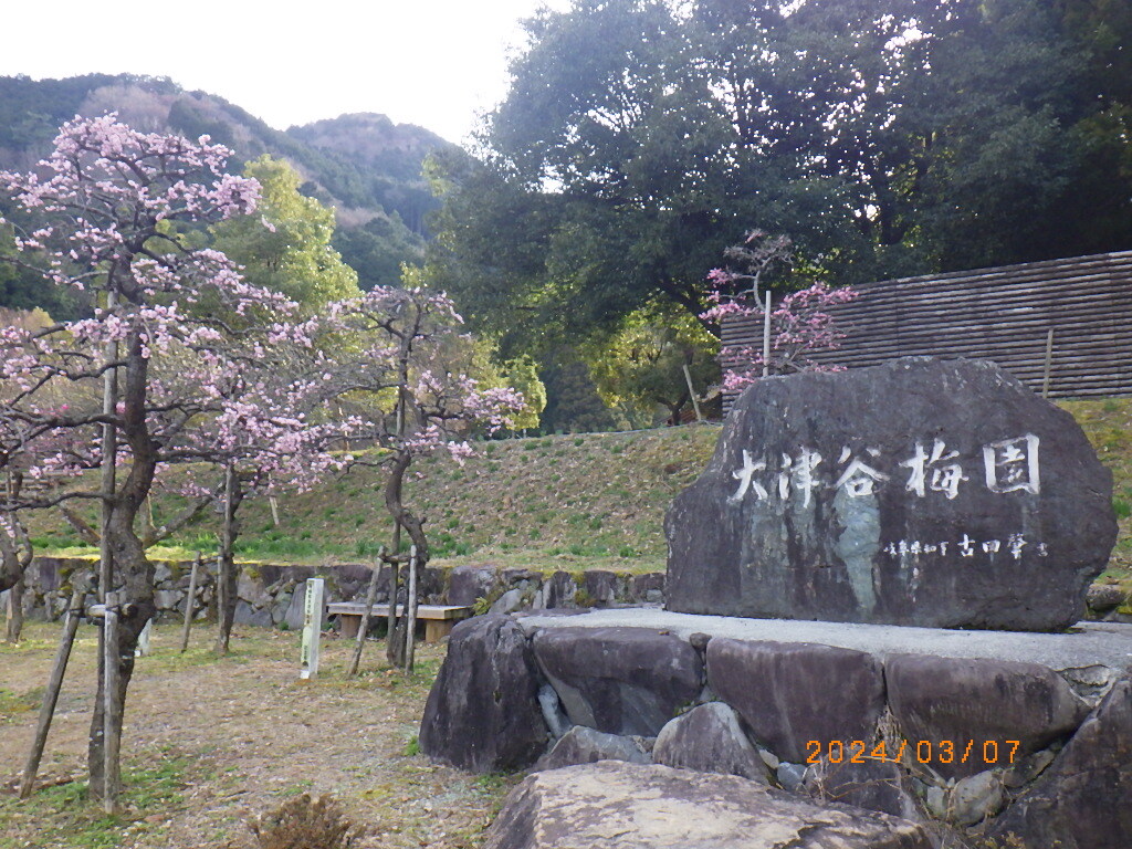 梅13