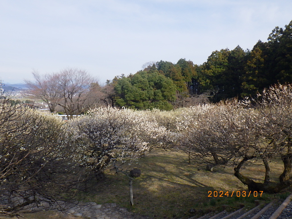 梅上