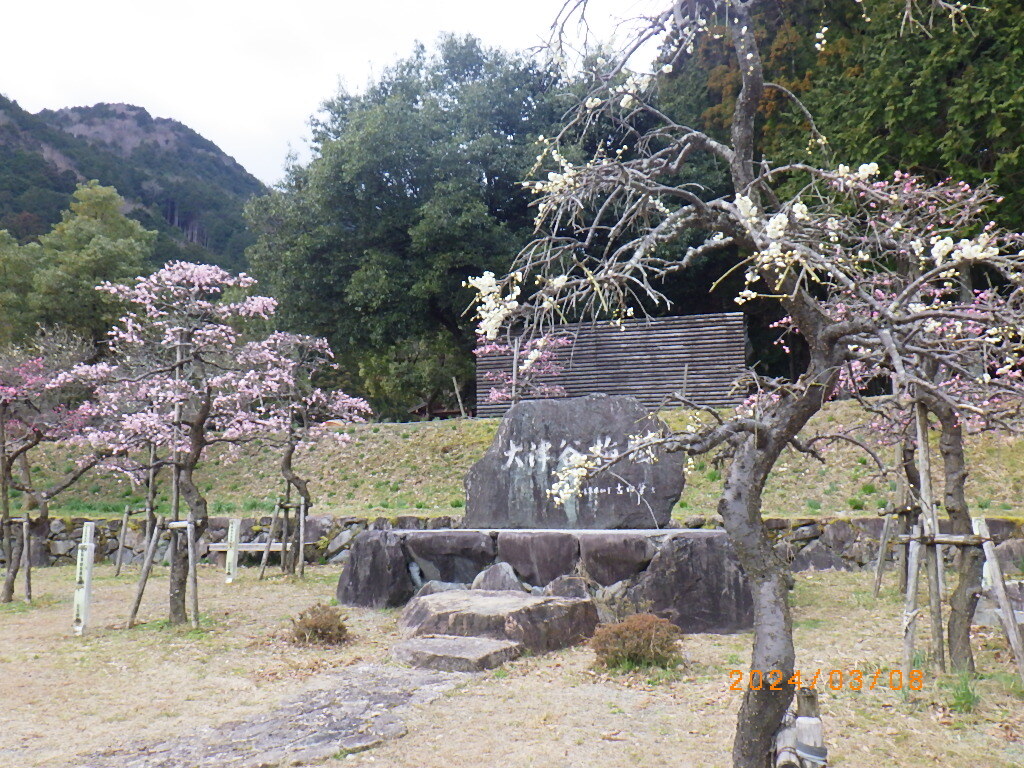 梅16