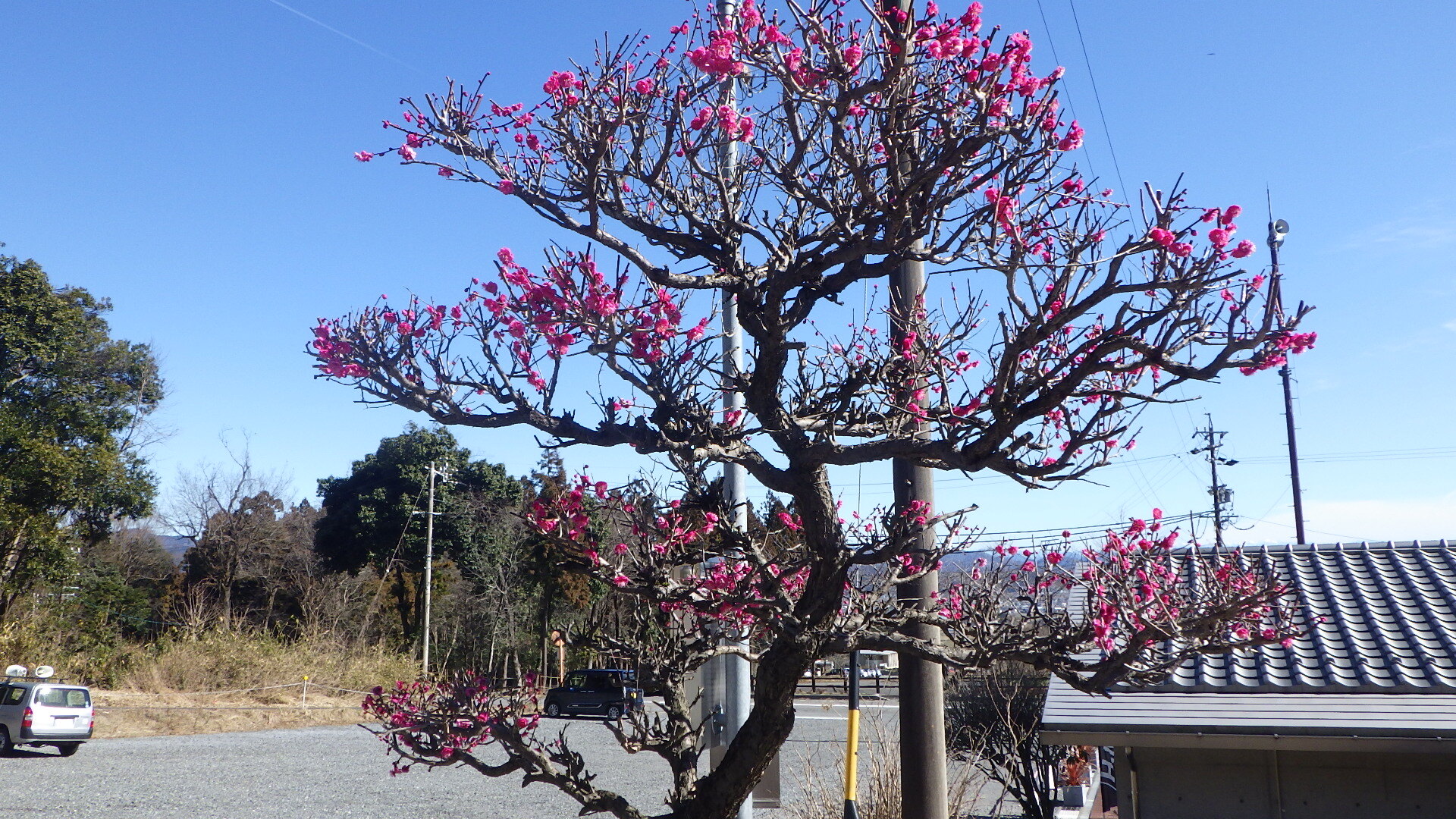 梅の花3