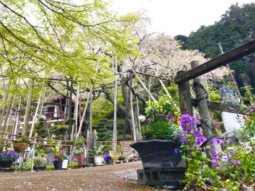 さくら会館寄せ植え