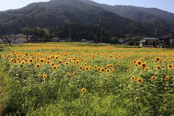 池田の夏