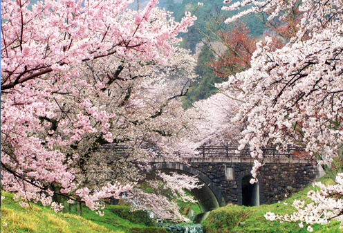 霞間ヶ渓の桜